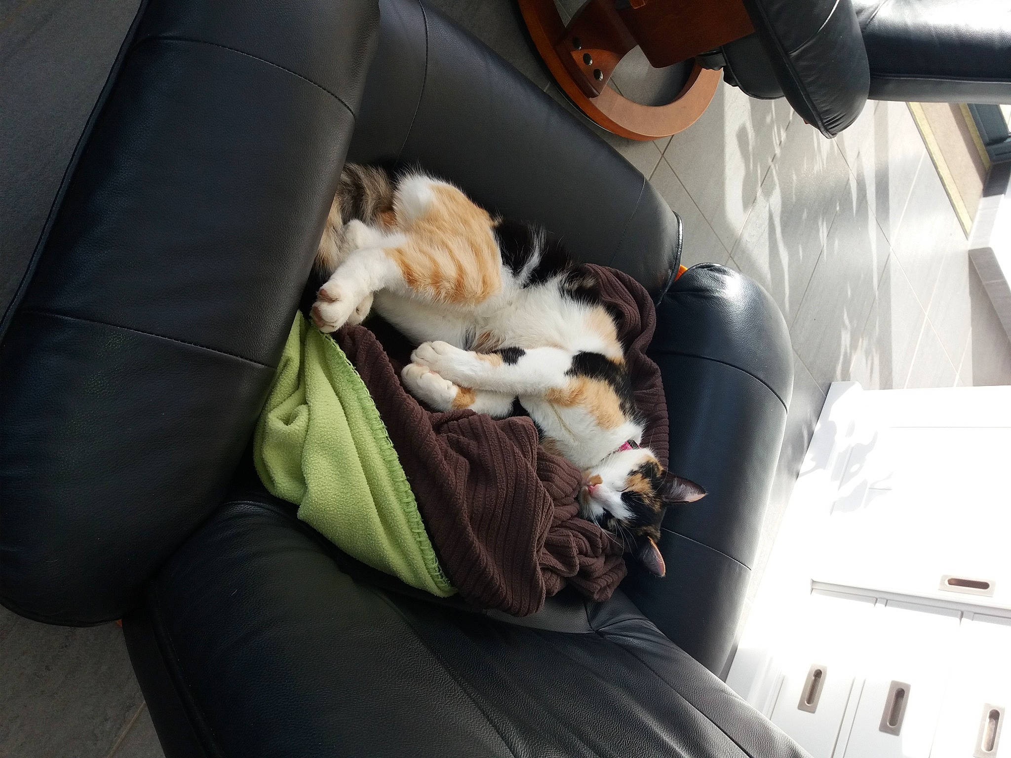 Calie participe au concours pour gagner de l'argent avec cette photo : auto_part, automotive_design, bag, car_seat, car_seat_cover, carnivore, cat, comfort, companion_dog, felidae, head_restraint, human_leg, lap, luggage_and_bags, motor_vehicle, personal_luxury_car, seat_belt, small_to_medium_sized_cats, vehicle, vertebrate