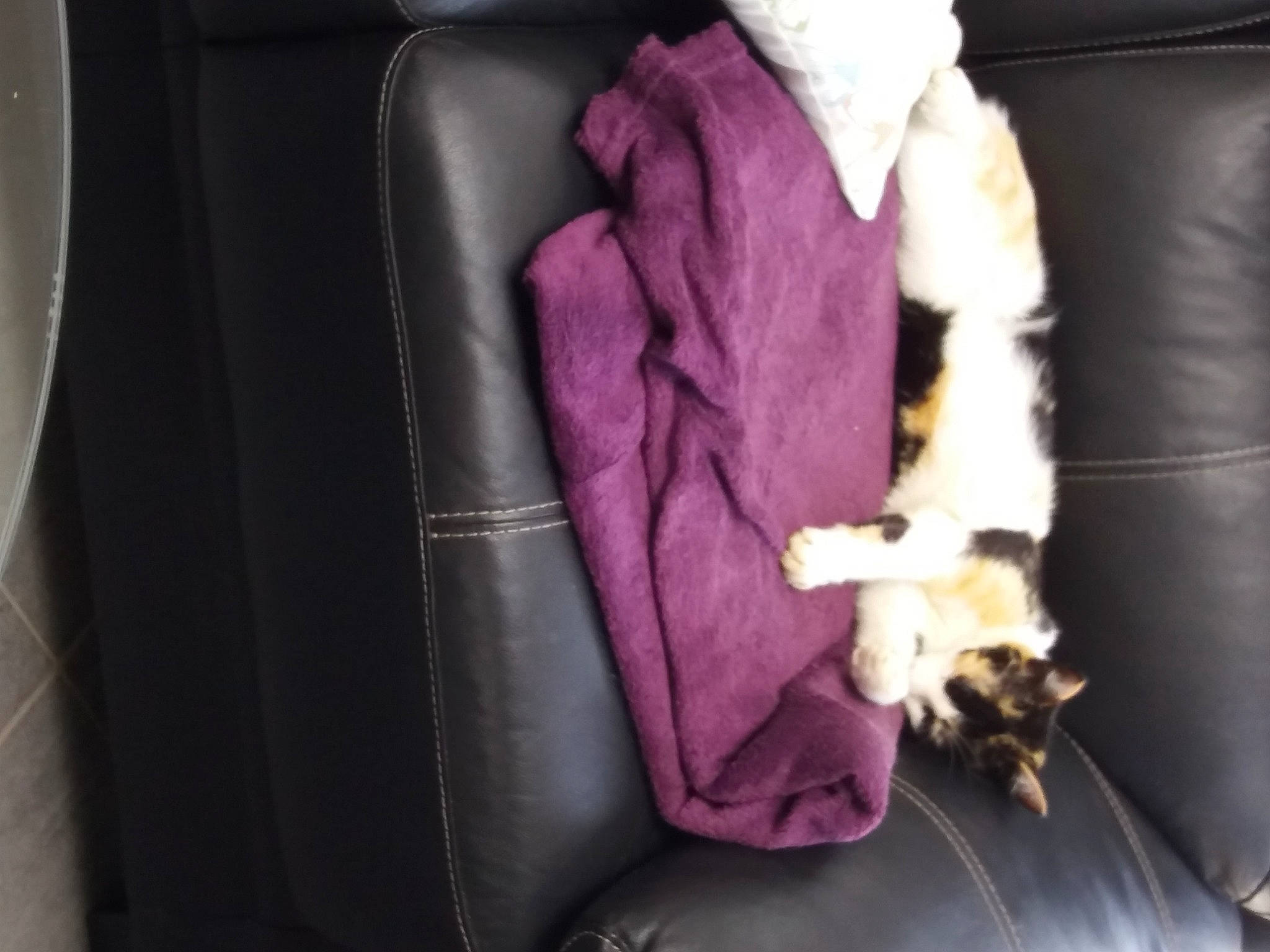 Calie a rejoint le concours — aidez-le/la à gagner de superbes lots ! auto_part, car_seat, car_seat_cover, comfort, companion_dog, family_car, felidae, fur, head_restraint, linens, luxury_vehicle, magenta, motor_vehicle, purple, seat_belt, small_to_medium_sized_cats, tail, vehicle_door