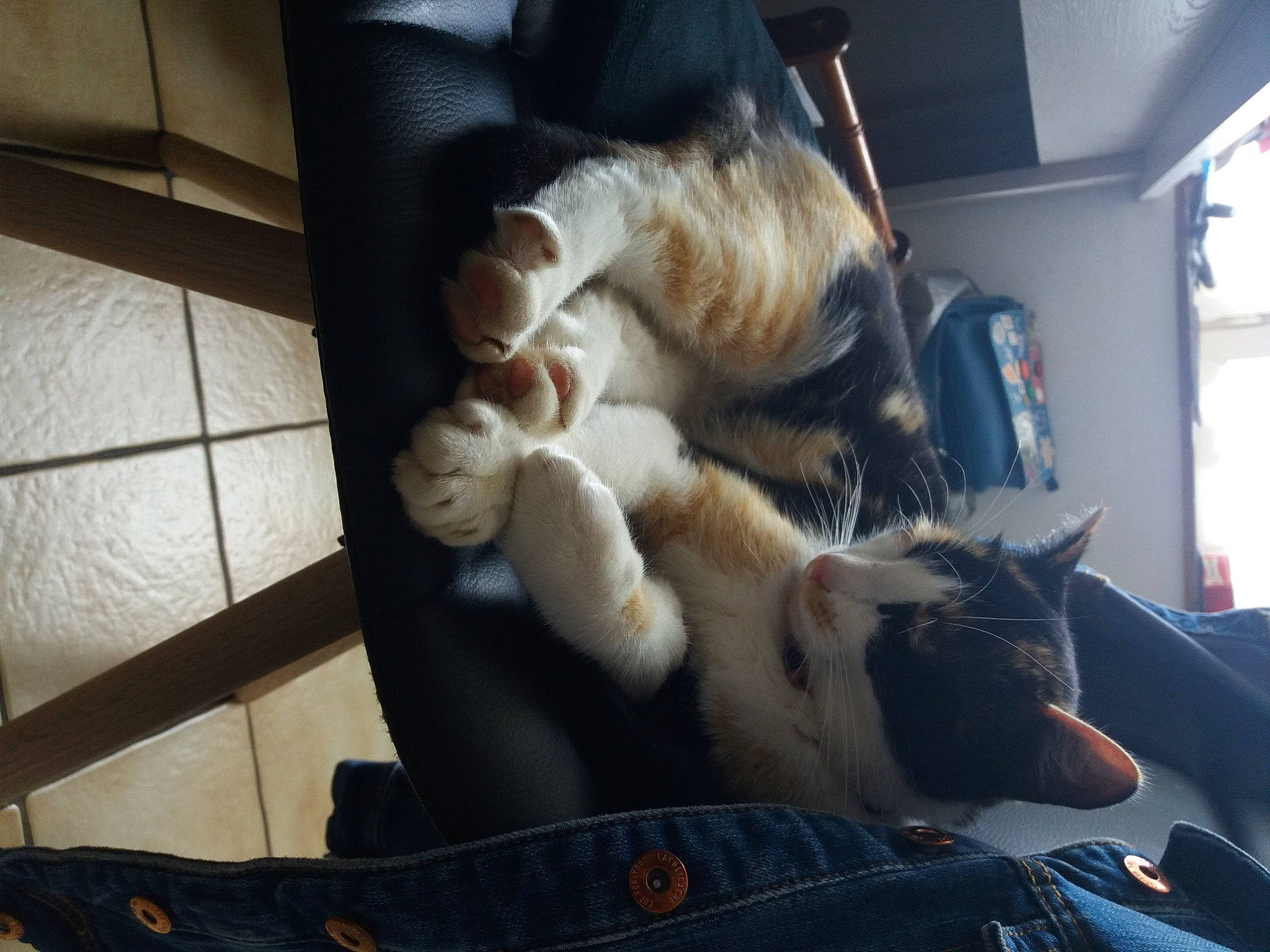 Calie participe au concours pour gagner de l'argent avec cette photo : auto_part, canidae, car_seat, carnivore, cat, claw, comfort, companion_dog, domestic_short_haired_cat, felidae, fur, human_leg, lap, nap, paw, room, small_to_medium_sized_cats, tail, whiskers, window