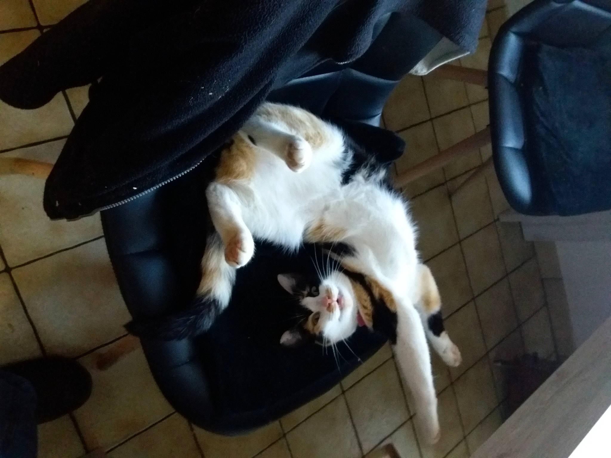 Calie participe au concours pour gagner de l'argent avec cette photo : canidae, carnivore, cat, chair, comfort, companion_dog, dog_breed, felidae, floor, flooring, foot, fur, hardwood, human_leg, pet_supply, small_to_medium_sized_cats, sporting_group, tail, whiskers, wood