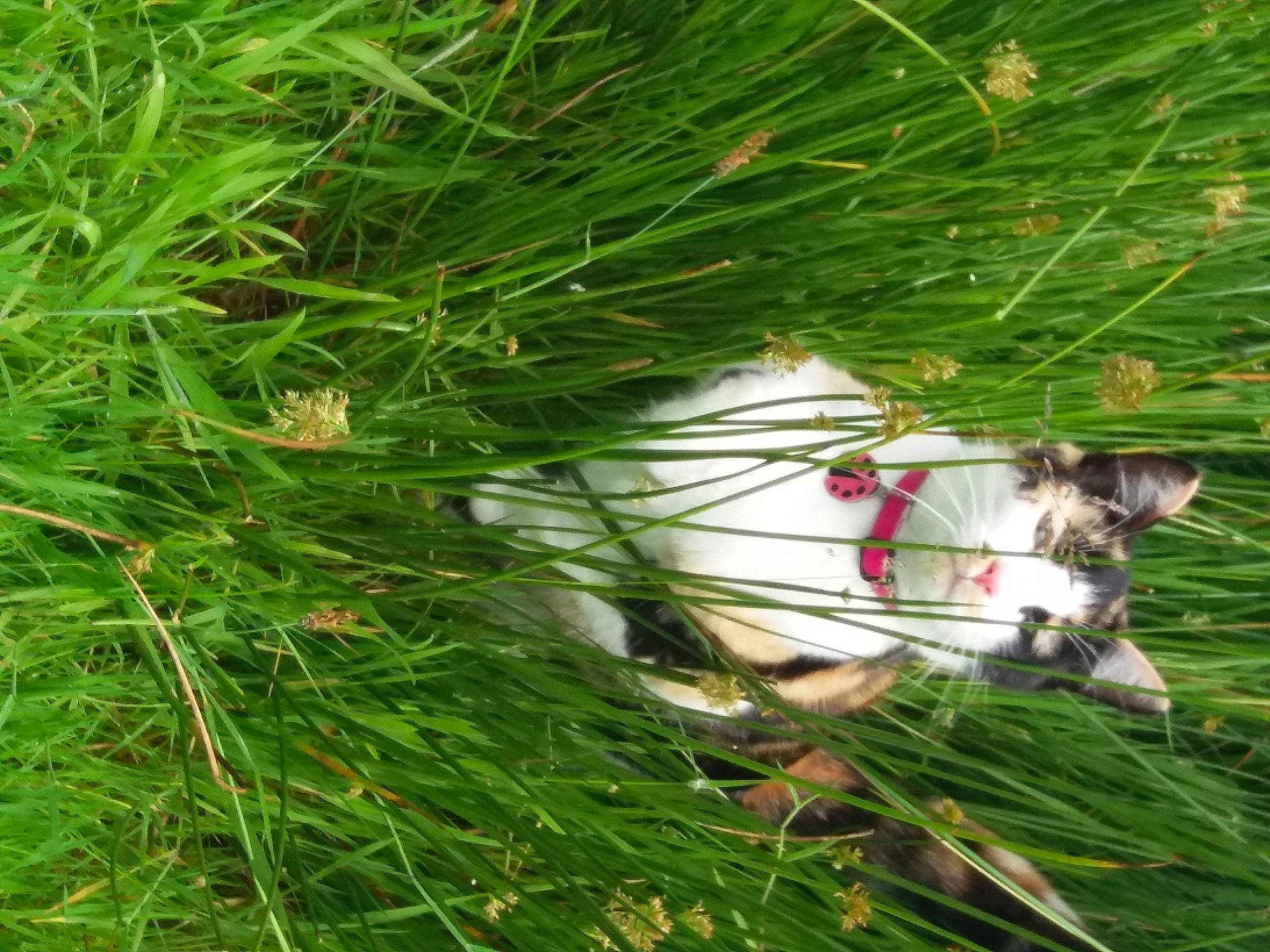 Calie a rejoint le concours — aidez-le/la à gagner de superbes lots ! canidae, carnivore, companion_dog, conifer, dog, dog_breed, evergreen, fawn, flowering_plant, grass, grass_family, herb, herbaceous_plant, pasture, plant, sedge_family, tail, terrestrial_animal, terrestrial_plant, tree