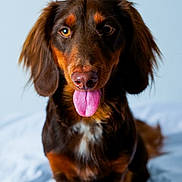 Duke joined the competition — help win amazing prizes! dog, dachshund, brown_dog, tongue_out, pet, animal, cute, floppy_ears, sitting, indoor, portrait, friendly, canine, fur, looking_at_camera, household, companion, domestic_animal, playful, close_up