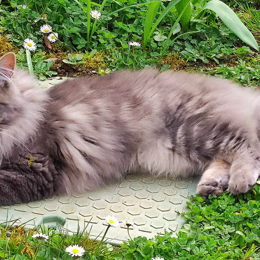 Flocon a rejoint le concours — aidez-le/la à gagner de superbes lots ! abyssinian, angora, animal, cat, field, flower, garden, grass, herbal, herbs, kitten, lawn, leaf, manx, nature, outdoors, pet, plant, slate, soil