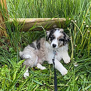 Laïka a rejoint le concours — aidez-le/la à gagner de superbes lots ! adorable, animal, canine, cute, dog, field, fluffy, fur, grass, greenery, leash, nature, outdoor, pet, playful, puppy, resting, summer, wooden_fence, young