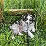 adorable, animal, canine, cute, dog, field, fluffy, fur, grass, greenery, leash, nature, outdoor, pet, playful, puppy, resting, summer, wooden_fence, young