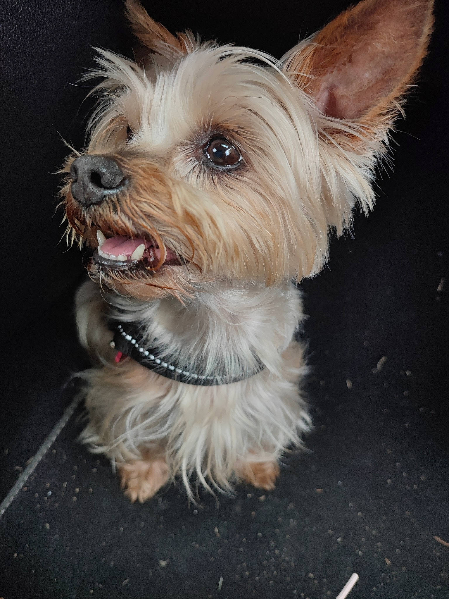 Gypsie participe au concours pour gagner de l'argent avec cette photo : canidae, carnivore, collar, companion_dog, dog, dog_breed, dog_collar, dog_supply, fawn, fur, liver, office_supplies, road_surface, small_terrier, snout, sporting_group, terrier, toy_dog, yorkipoo, yorkshire_terrier