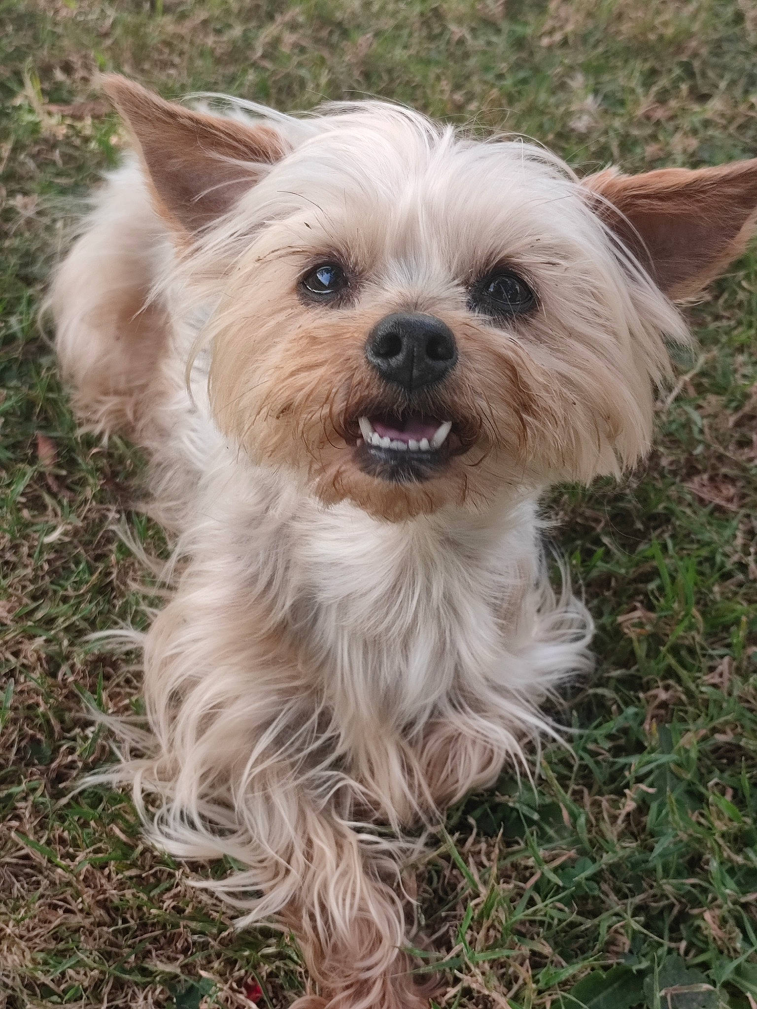 Gypsie participe au concours pour gagner de l'argent avec cette photo : biewer_terrier, canidae, carnivore, collar, companion_dog, dog, dog_breed, dog_supply, fur, grass, liver, maltepoo, puppy, small_terrier, snout, sporting_group, terrestrial_animal, terrier, toy_dog, whiskers