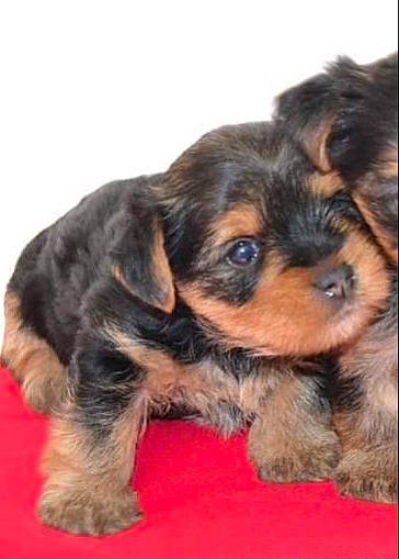 Gypsie a rejoint le concours — aidez-le/la à gagner de superbes lots ! canidae, carnivore, companion_dog, dog, dog_breed, ear, fur, paw, puppy, snout, sporting_group, terrestrial_animal, working_dog