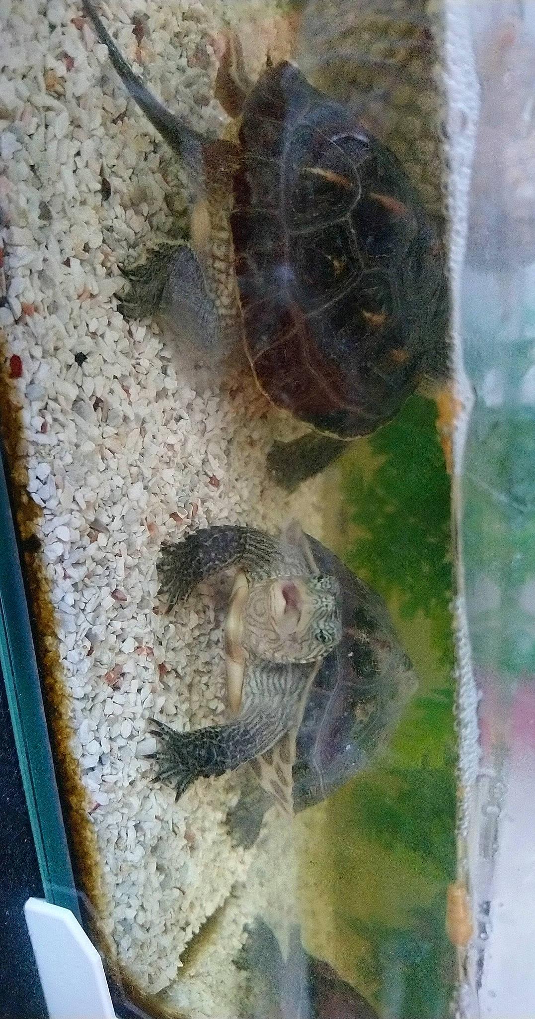 Franklin participe au concours pour gagner de l'argent avec cette photo : organism, reptile, tortoise, turtle