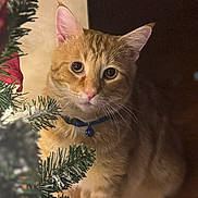 Mister Kitty joined the competition — help win amazing prizes! abyssinian, accessories, angora, animal, cat, christmas, christmasdecorations, christmastree, conifer, festival, fir, flower, kitten, manx, ornament, pet, plant, pottedplant, tree, wood