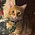 Mister Kitty