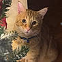 abyssinian, accessories, angora, animal, cat, christmas, christmasdecorations, christmastree, conifer, festival, fir, flower, kitten, manx, ornament, pet, plant, pottedplant, tree, wood