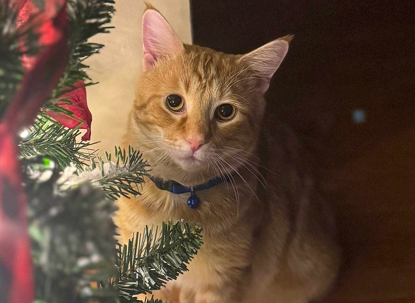Mister Kitty