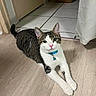 cat, tabby_cat, white_cat, pet, indoor, flooring, tile_floor, wood_floor, collar, bell, animal, feline, domestic_cat, relaxed, looking_at_camera, ears_up, whiskers, pink_nose, curious, resting
