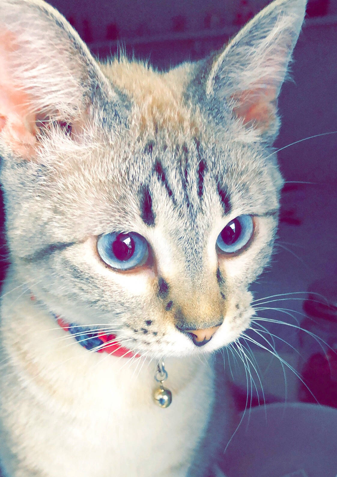 Fenway is registered to the contest to win money with this photo: carnivore, cat, collar, domestic_short_haired_cat, ear, felidae, fur, paw, small_to_medium_sized_cats, snout, terrestrial_animal, whiskers, wildlife, window