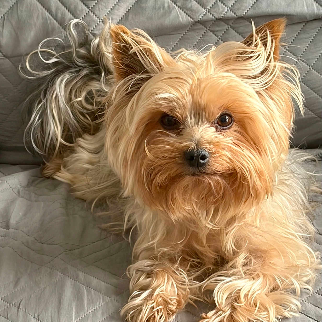 Simba a rejoint le concours — aidez-le/la à gagner de superbes lots ! adorable, animal, companion, cute, dog, ears, eyes, face, fluffy, friendly, fur, indoor, lying_down, nose, paws, pet, quilted_blanket, relaxed, small_dog, yorkshire_terrier