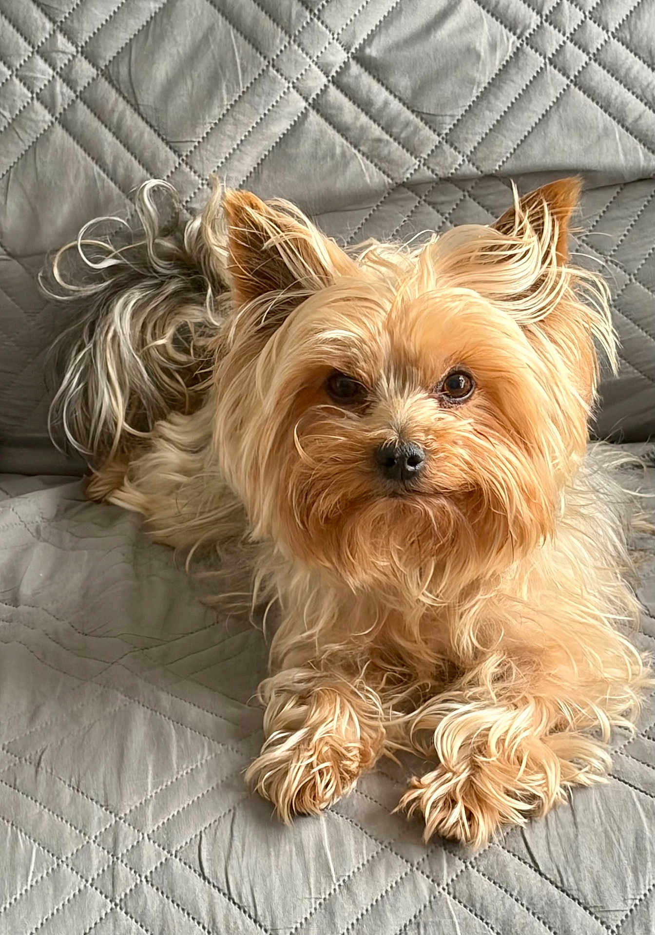 Simba a rejoint le concours — aidez-le/la à gagner de superbes lots ! dog, pet, cute, fluffy, small_dog, yorkshire_terrier, animal, fur, ears, face, eyes, nose, paws, quilted_blanket, indoor, relaxed, lying_down, companion, adorable, friendly