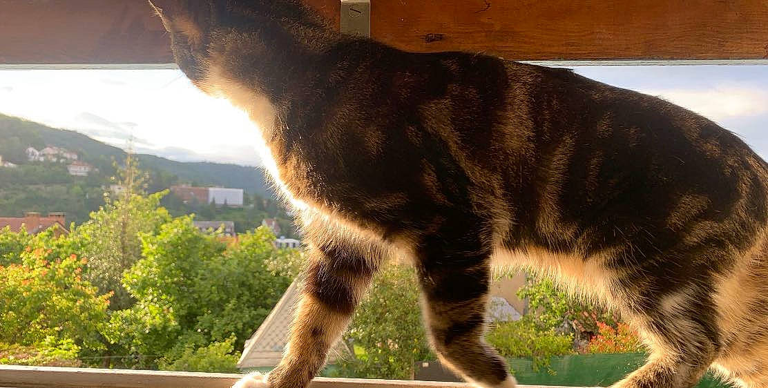 Keira participe au concours pour gagner de l'argent avec cette photo : carnivore, cat, domestic_short_haired_cat, felidae, mammal, small_to_medium_sized_cats, tail, whiskers