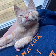 Stevie joined the competition — help win amazing prizes! animal, blue_shirt, cat, closeup, cozy, cute, door, feline, human_hand, indoors, kitten, nap, orange_tabby, paw, pet, relaxing, sleeping, text_on_shirt, whiskers, wooden_deck