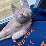 animal, blue_shirt, cat, closeup, cozy, cute, door, feline, human_hand, indoors, kitten, nap, orange_tabby, paw, pet, relaxing, sleeping, text_on_shirt, whiskers, wooden_deck