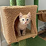 Stevie joined the competition — help win amazing prizes! animal, blue_eyes, carpeted_cubby, cat, cat_tree, cozy, curious, cute, feline, floor, furniture, home, indoor, kitten, orange_tabby, pet, playful, toy, whiskers, young