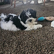 Oreo joined the competition — help win amazing prizes! animal, black_and_white, carpet, cozy, cute, dog, domestic, floor, fluffy, furniture, home, indoor, laying_down, pet, playful, puppy, small_dog, toy, wooden_chair, young_dog