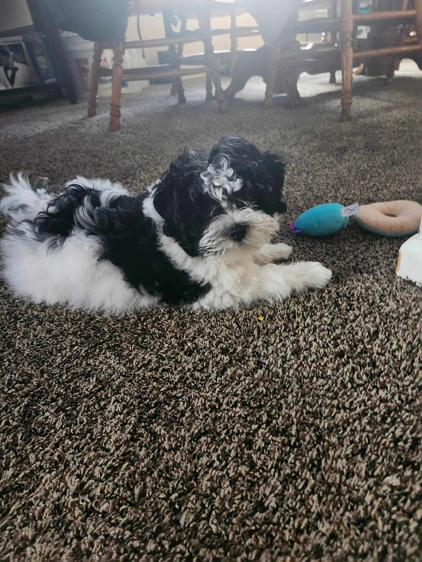 Oreo