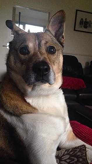 Hooch is registered to the contest to win money with this photo: