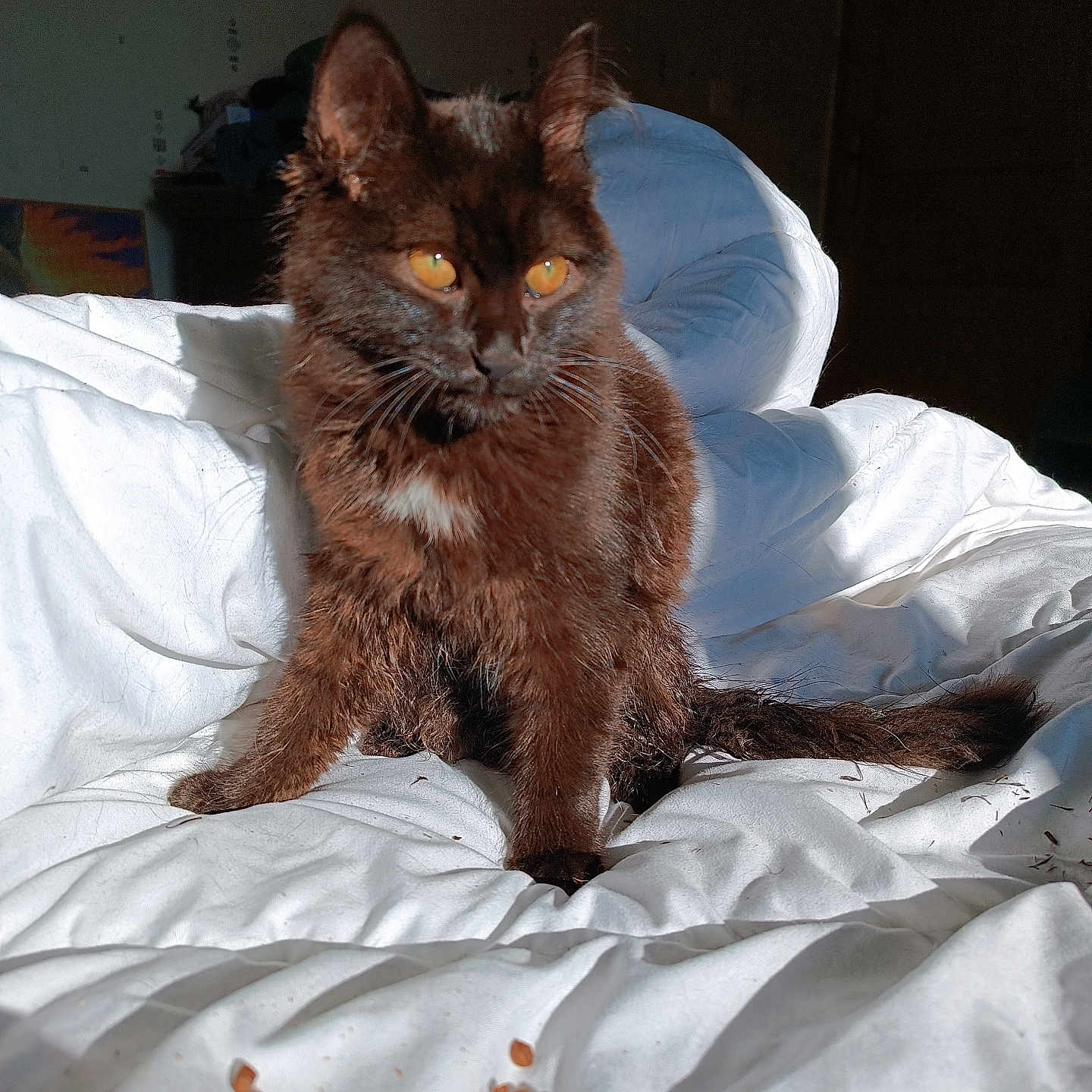 Bambi participe au concours pour gagner de l'argent avec cette photo : abyssinian, animal, armchair, bed, blackcat, blanket, cat, chair, couch, food, furniture, hardwood, homedecor, kitten, linen, manx, pet, produce, siamese, wood