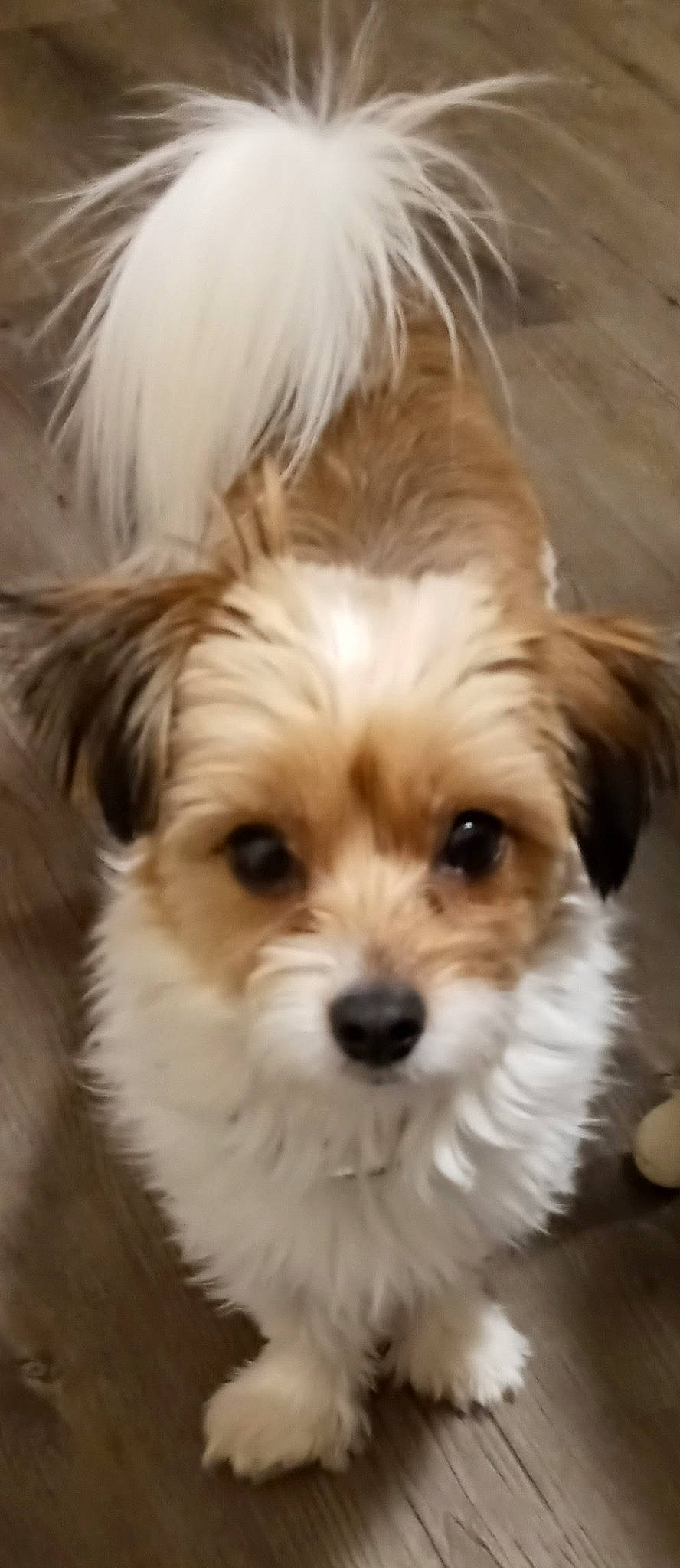 Paxton joined the competition — help win amazing prizes! biewer_terrier, canidae, carnivore, companion_dog, dog, dog_breed, eye, fur, hair, head, liver, mal_shi, maltepoo, shih_poo, small_terrier, snout, sporting_group, terrier, toy_dog, working_animal