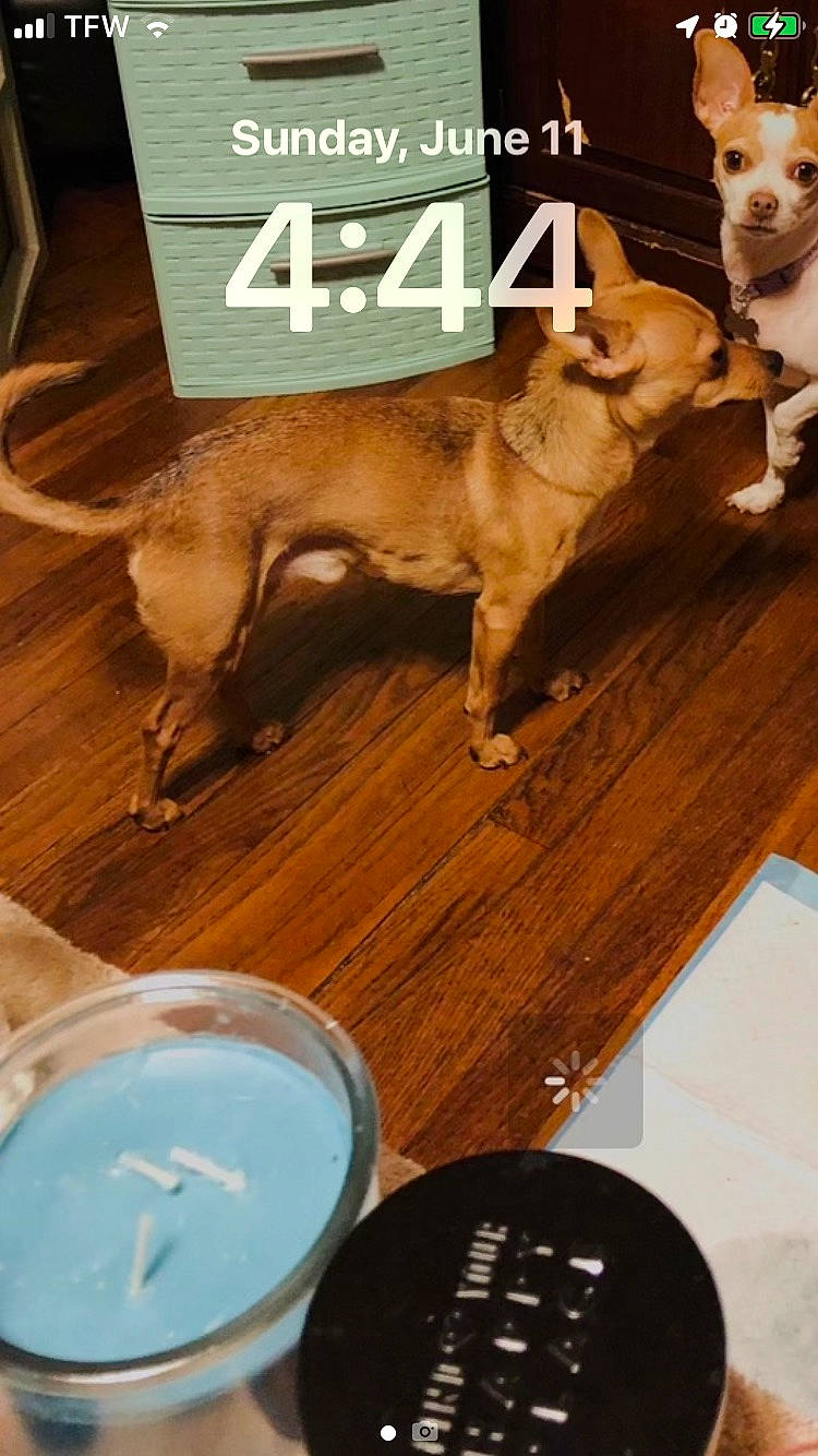 Gizmo joined the competition — help win amazing prizes! carnivore, companion_dog, dishware, dog, dog_breed, fawn, felidae, floor, flooring, hardwood, ingredient, liver, serveware, snout, table, tableware, tail, wood, wood_stain, working_animal