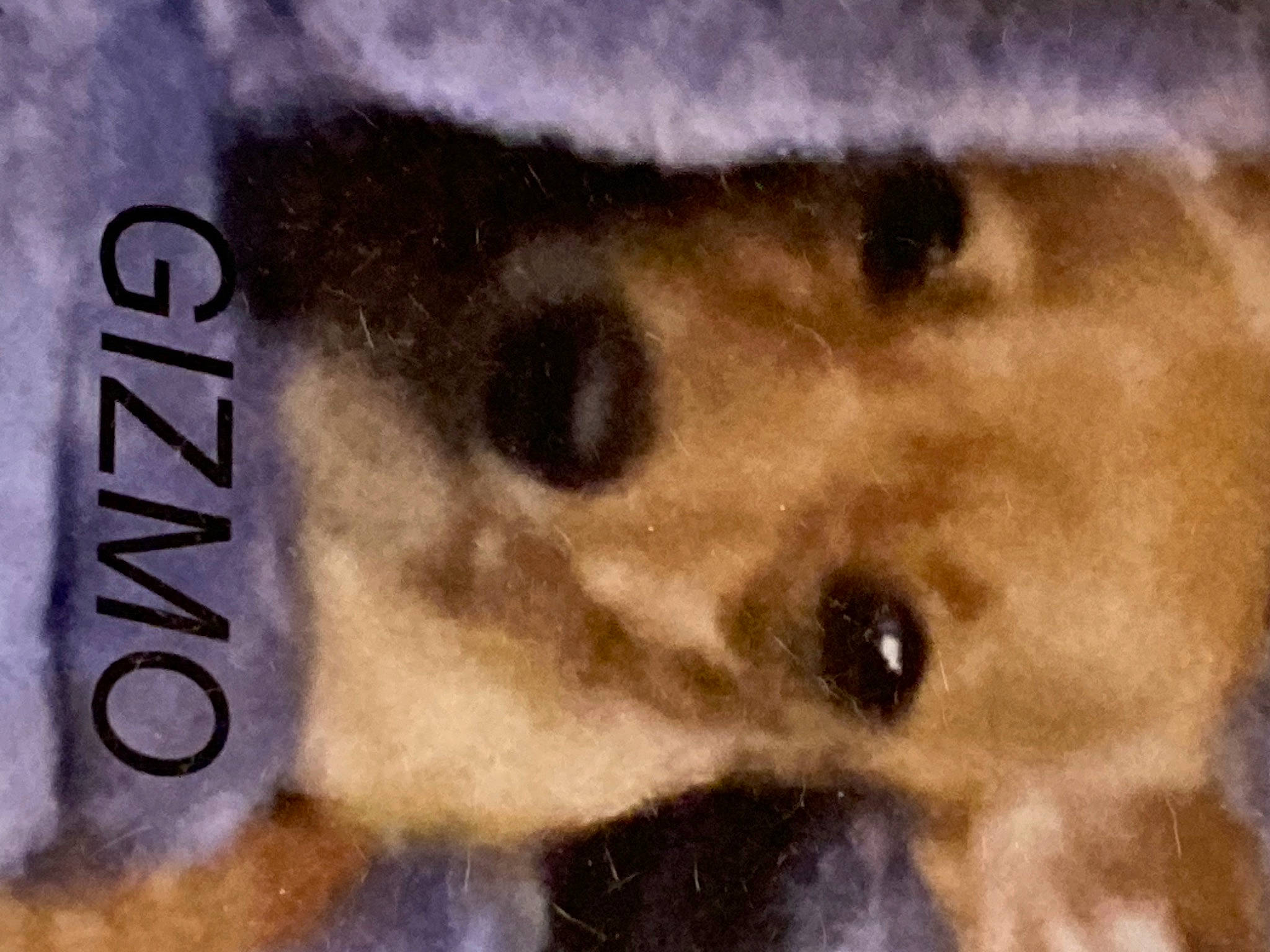 Gizmo is registered to the contest to win money with this photo: art, canidae, carnivore, companion_dog, dog, dog_breed, eyelash, fawn, font, fur, non_sporting_group, paw, sporting_group, terrestrial_animal, visual_arts, whiskers, working_animal