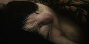 Purry joined the competition — help win amazing prizes! cat, sleeping, black_and_white, whiskers, blanket, cozy, fur, pet, indoor, resting, closeup, cute, animal, domestic_cat, quiet, napping, calm, soft_light, warm, comfort