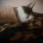 Purry joined the competition — help win amazing prizes! cat, sleeping, close_up, fur, whiskers, blanket, cozy, indoor, pet, resting, soft_light, pattern, animal, domestic, cute, relaxing, feline, bed, nap, comfort