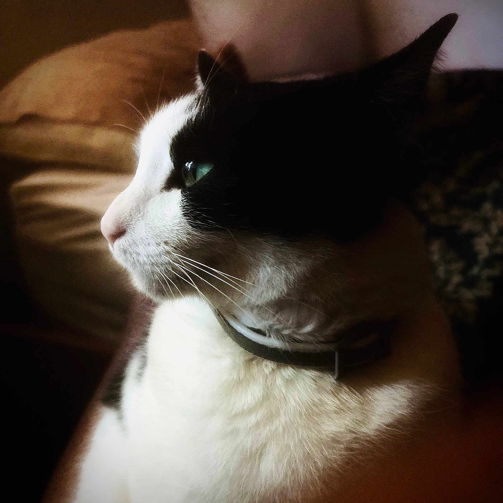 Purry joined the competition — help win amazing prizes! animal, black_and_white, cat, close_up, collar, companion, cozy, domestic, feline, fur, indoor, looking_away, pet, portrait, quiet, relaxed, seated, side_view, soft_lighting, whiskers