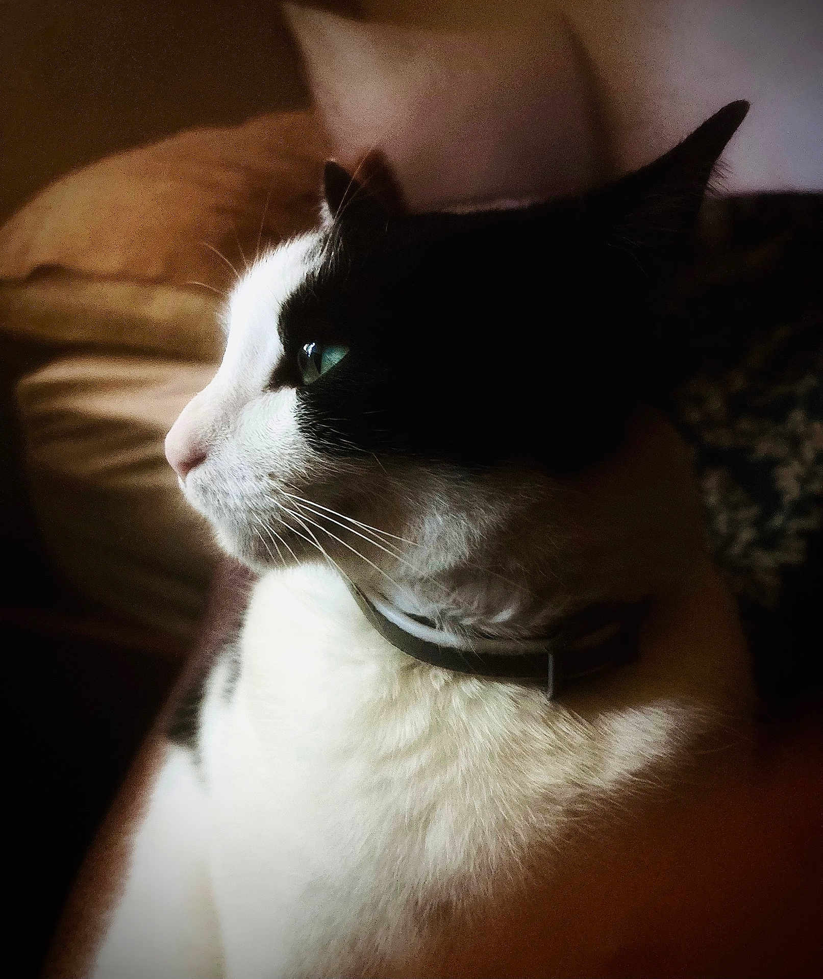 Purry