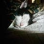 cat, sleeping, black_and_white, blanket, bed, cozy, fur, indoor, resting, pet, cute, close_up, pink_nose, soft_light, quiet, relaxation, animal, domestic, peaceful, patterned