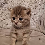Tom a rejoint le concours — aidez-le/la à gagner de superbes lots ! kitten, cat, cute, fluffy, young, pet, feline, animal, soft, brown, striped, indoor, blanket, texture, small, sitting, closeup, eyes, whiskers, fur