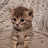 kitten, cat, cute, fluffy, young, pet, feline, animal, soft, brown, striped, indoor, blanket, texture, small, sitting, closeup, eyes, whiskers, fur