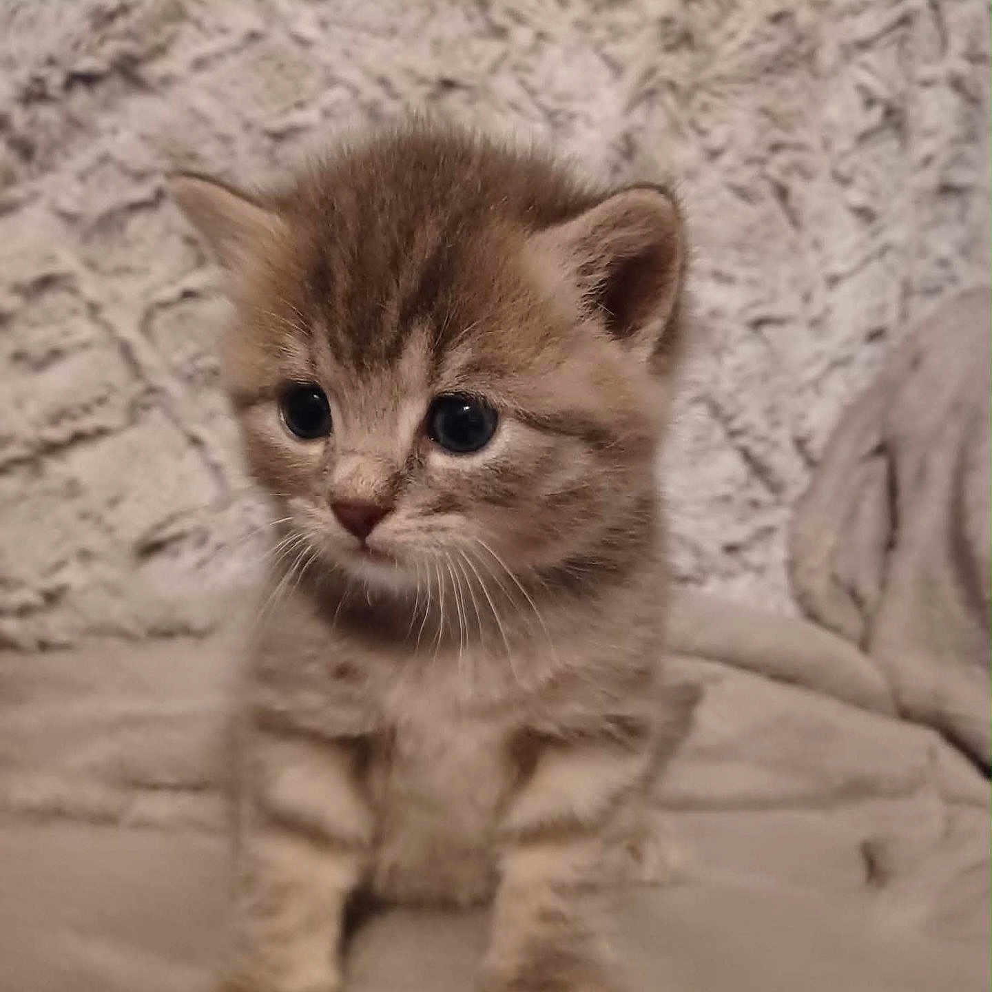 Tom