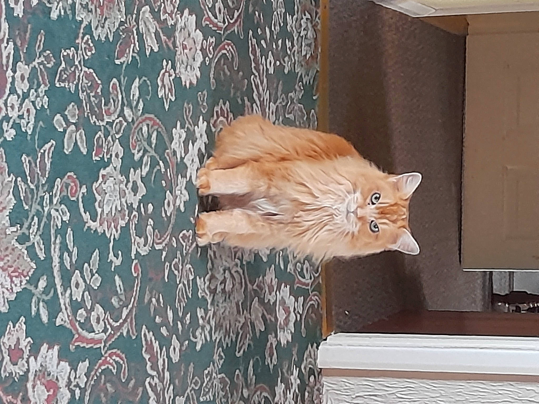 Serena joined the competition — help win amazing prizes! carnivore, cat, comfort, fawn, felidae, flooring, fur, hardwood, pattern, plant, room, small_to_medium_sized_cats, tail, textile, tints_and_shades, tree, whiskers, window, wood, wood_stain