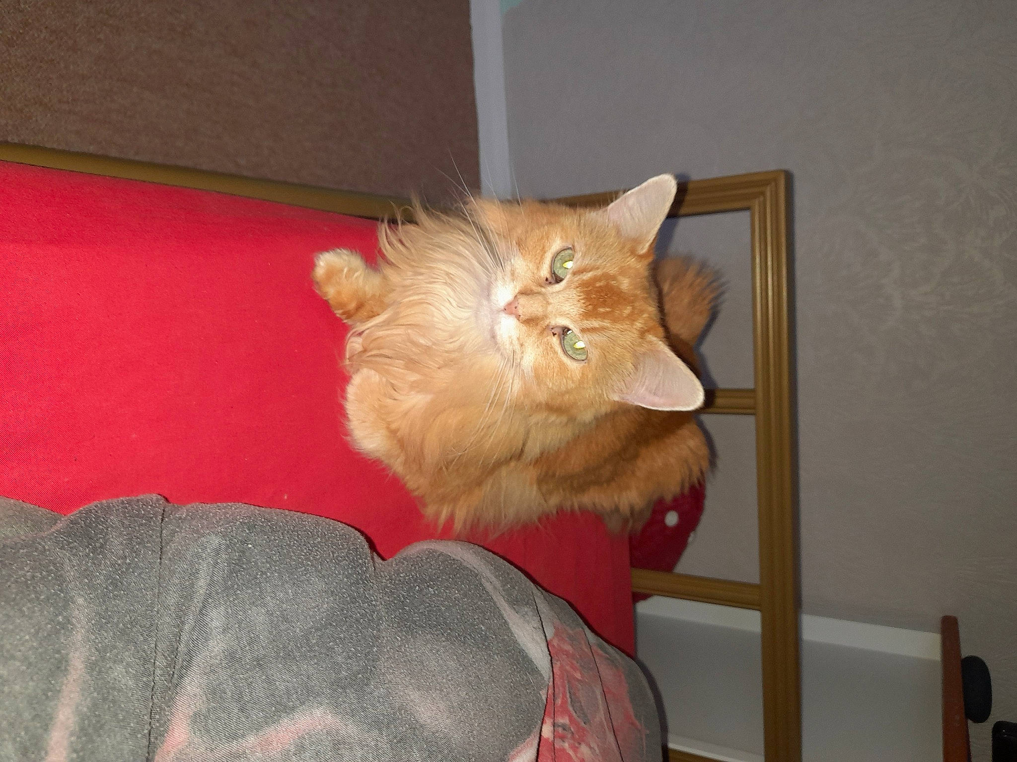 Serena joined the competition — help win amazing prizes! carnivore, cat, cat_supply, chair, comfort, couch, domestic_short_haired_cat, fawn, felidae, fur, hardwood, house, paw, room, small_to_medium_sized_cats, snout, tail, whiskers, window, wood