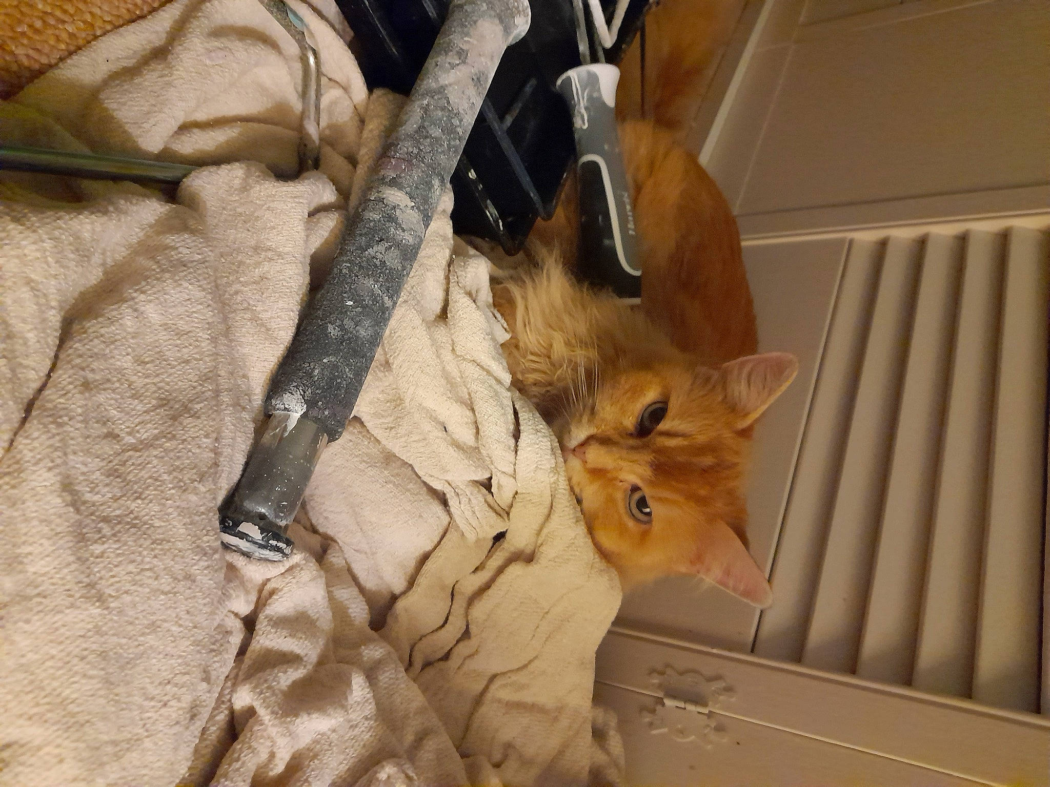 Serena joined the competition — help win amazing prizes! bag, brown, carnivore, cat, comfort, domestic_short_haired_cat, fawn, felidae, fur, hardwood, luggage_and_bags, small_to_medium_sized_cats, tail, whiskers, wood