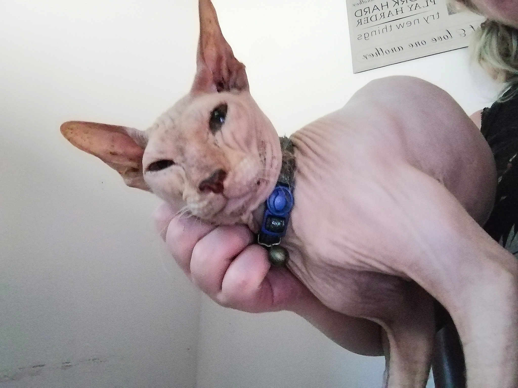 Lord Beerus