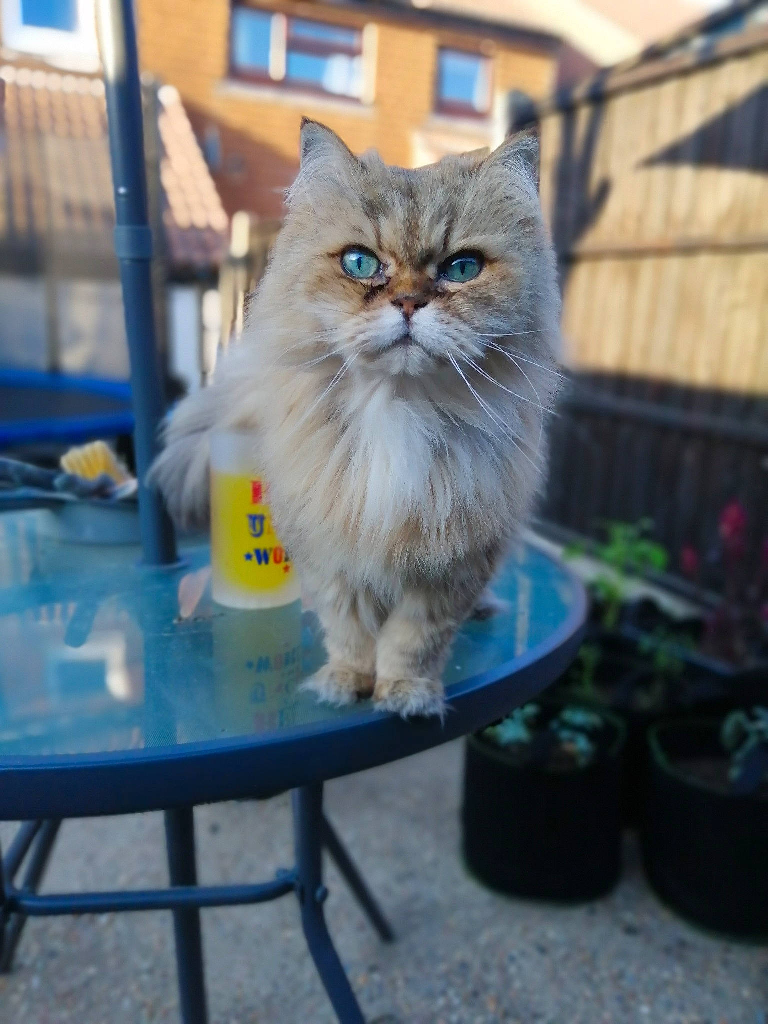 Luli is registered to the contest to win money with this photo: blue, british_longhair, carnivore, cat, fawn, felidae, flowerpot, fur, grass, houseplant, persian, plant, sitting, small_to_medium_sized_cats, table, tail, whiskers, wood
