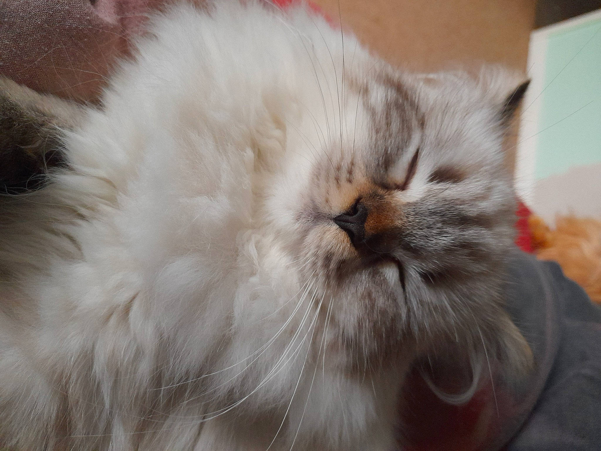 Ruby is registered to the contest to win money with this photo: british_longhair, carnivore, cat, fawn, felidae, fur, paw, persian, small_to_medium_sized_cats, snout, whiskers