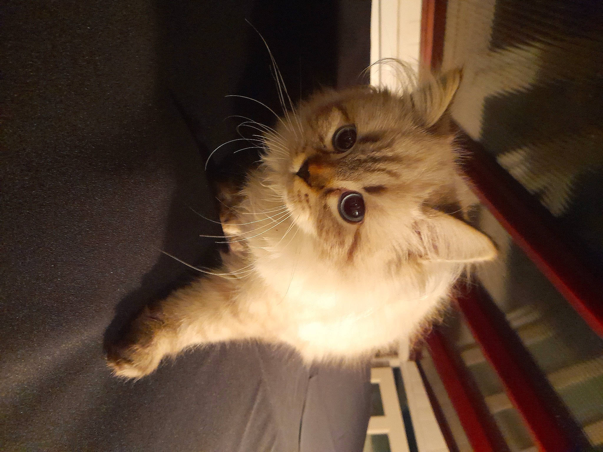 Ruby joined the competition — help win amazing prizes! carnivore, cat, claw, companion_dog, fawn, felidae, flooring, fur, hardwood, paw, persian, small_to_medium_sized_cats, snout, tail, whiskers, wood