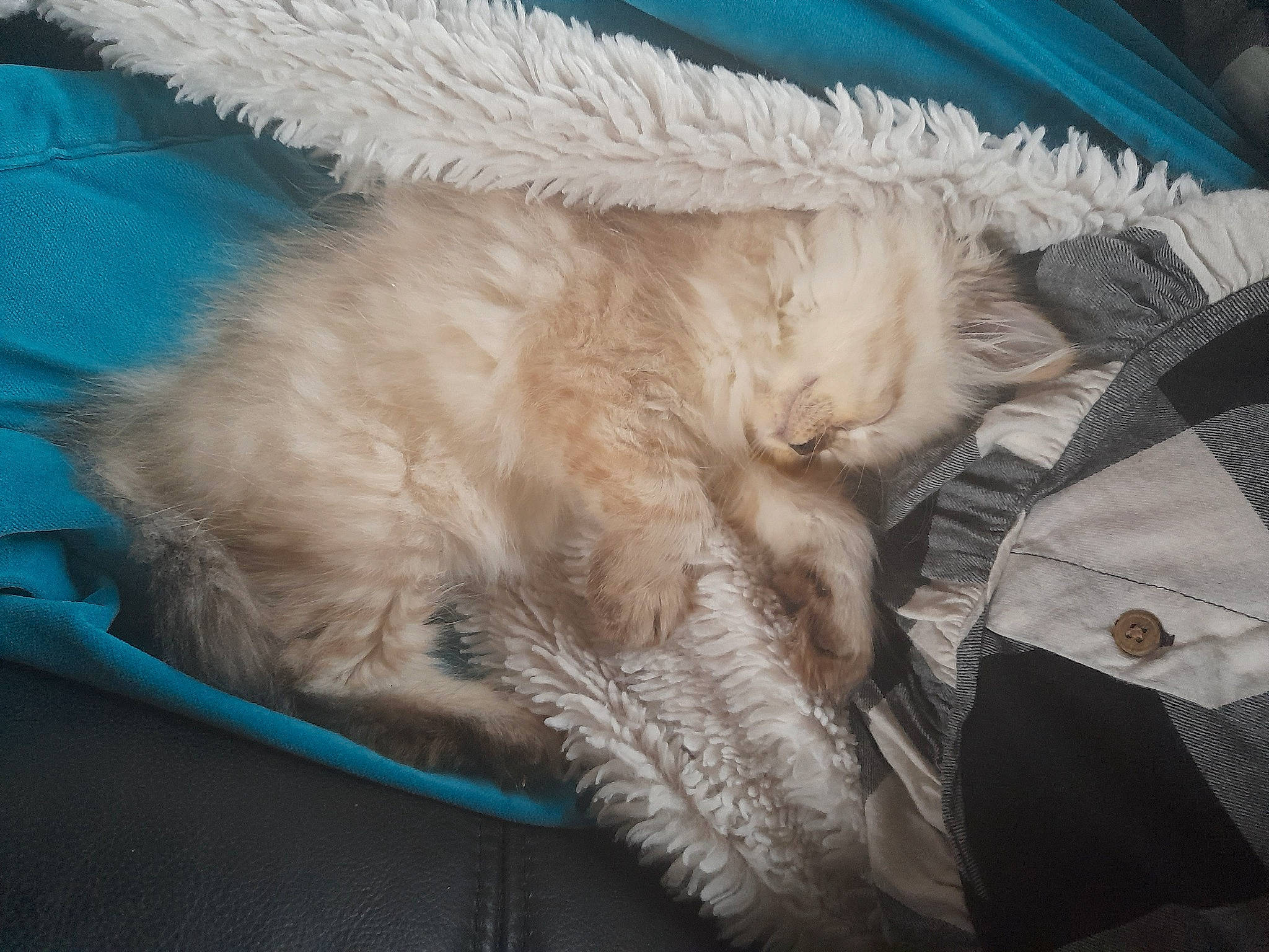 Ruby joined the competition — help win amazing prizes! bedding, carnivore, cat, claw, comfort, couch, domestic_short_haired_cat, duvet, fawn, felidae, fur, linens, nap, paw, sleep, small_to_medium_sized_cats, sporting_group, tail, whiskers