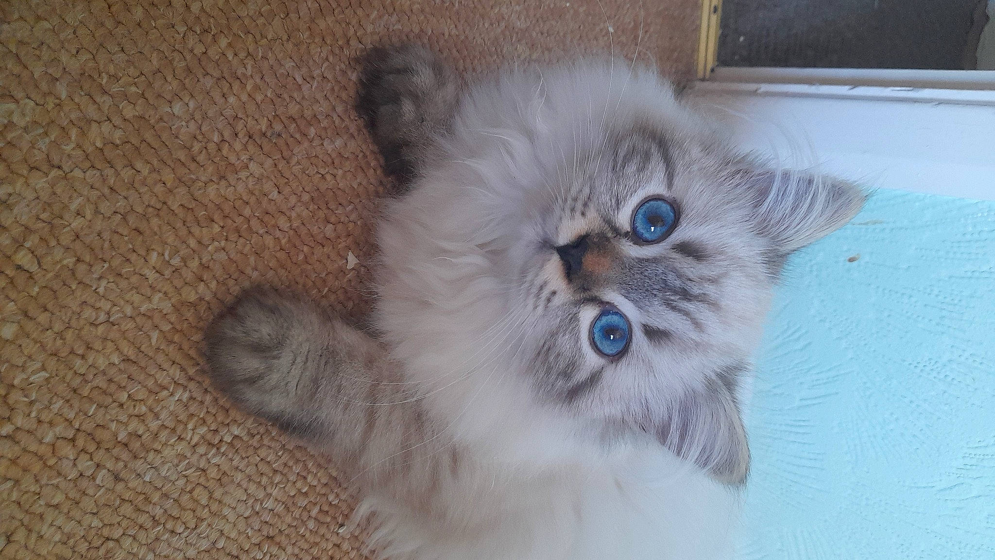 Ruby joined the competition — help win amazing prizes! british_longhair, carnivore, cat, claw, electric_blue, felidae, fur, paw, persian, ragdoll, small_to_medium_sized_cats, tail, terrestrial_animal, whiskers