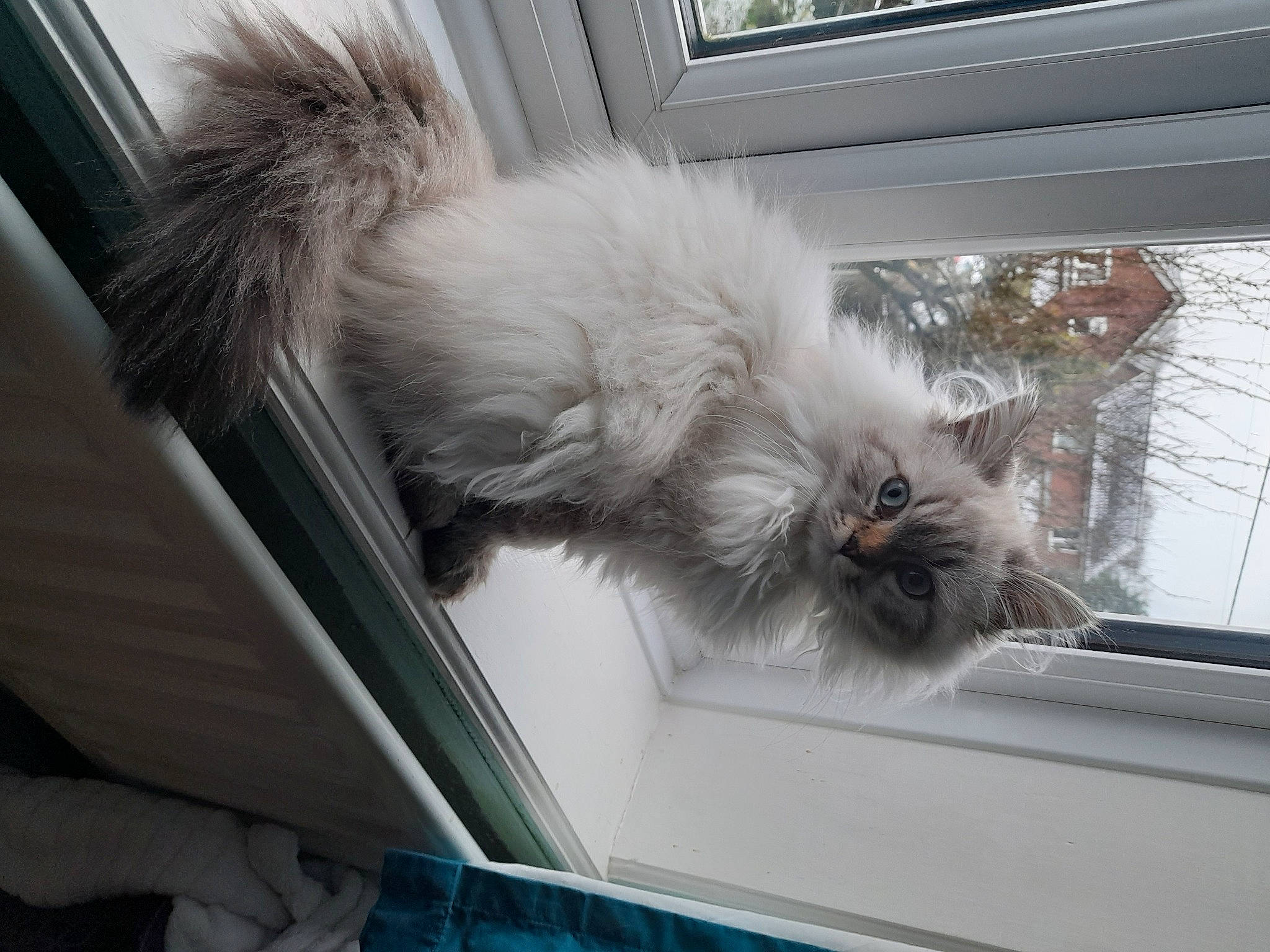 Crowley is registered to the contest to win money with this photo: automotive_exterior, automotive_window_part, canidae, car, carnivore, cat, comfort, companion_dog, dog_breed, felidae, fur, small_to_medium_sized_cats, tail, toy_dog, vehicle_door, wheel, whiskers, window, windshield